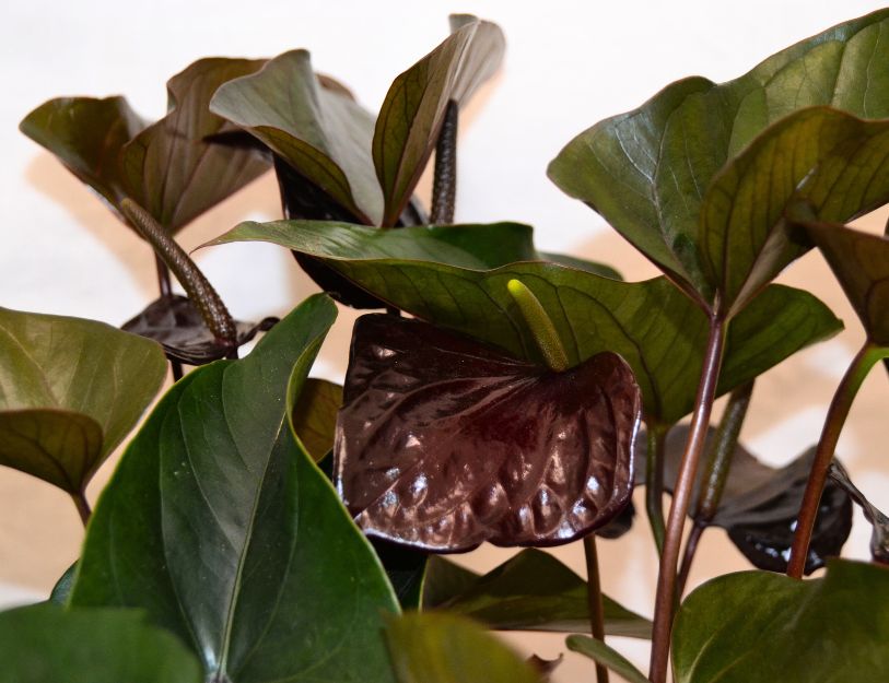 Turning to the Dark Side