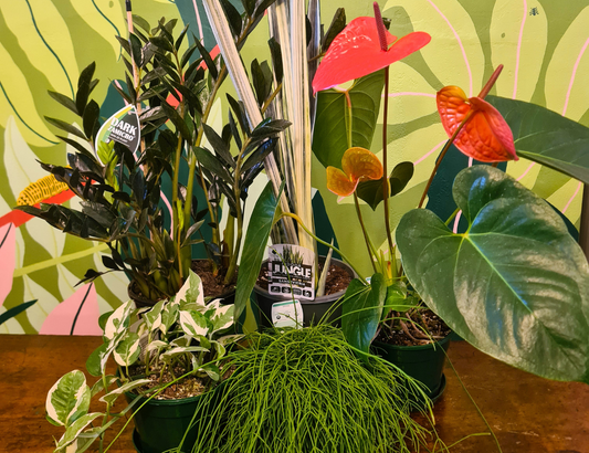 Low Maintenance Plant Queens 👸