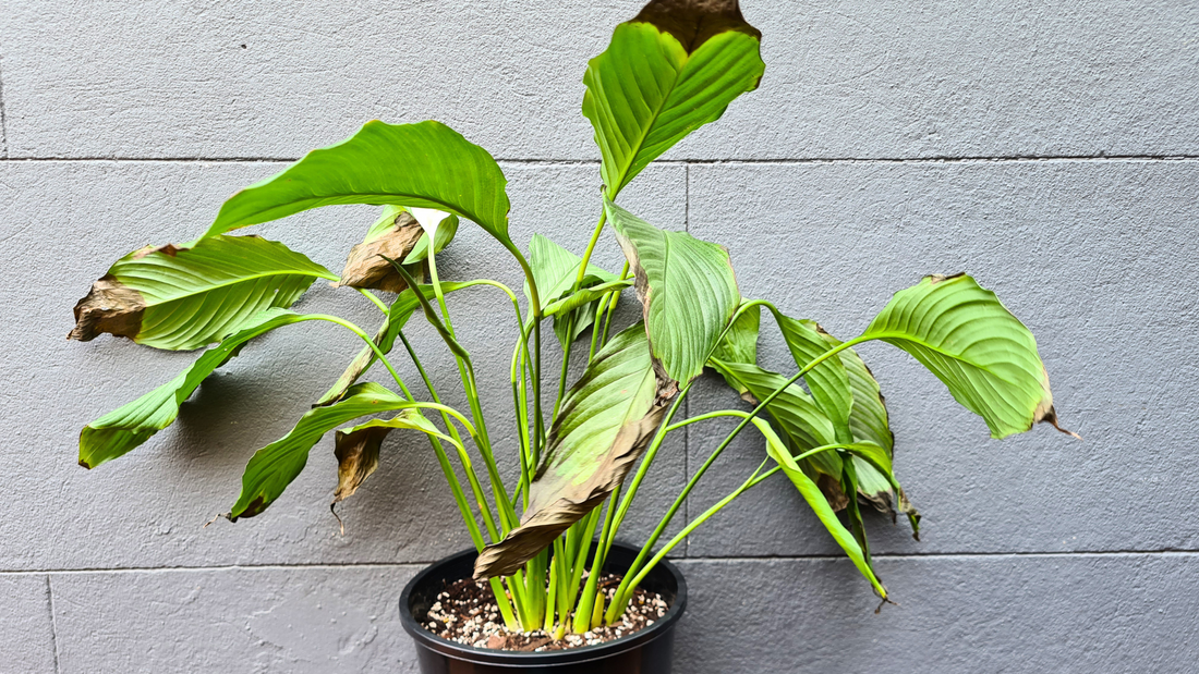 How much water do indoor plants actually need?