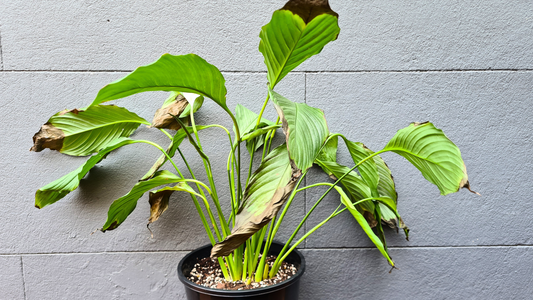 How much water do indoor plants actually need?