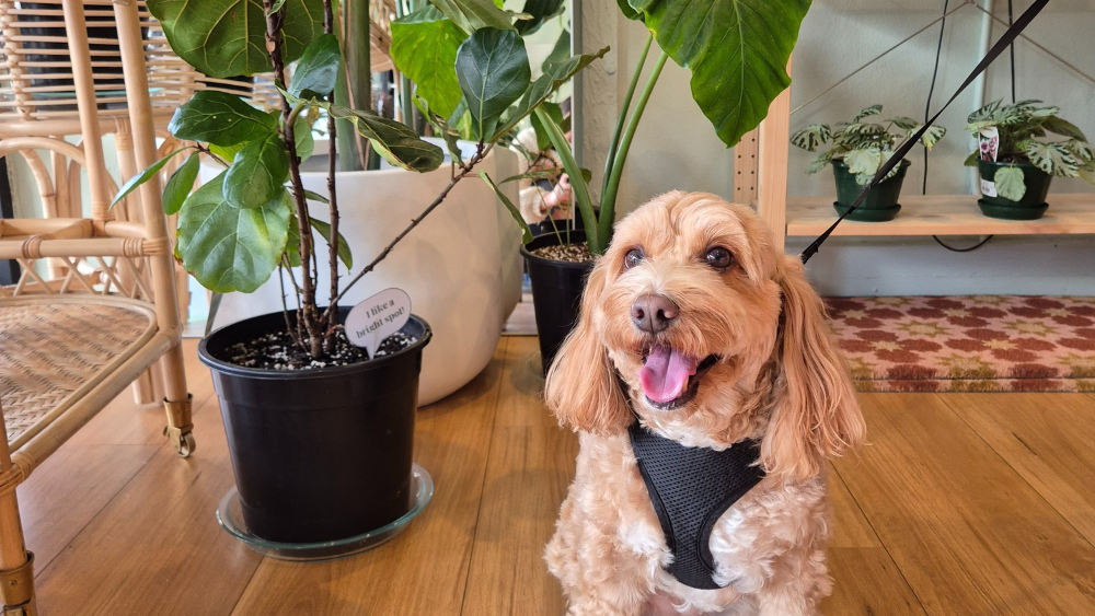 Indoor plants safe for pets 🐈🐕