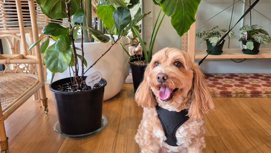 Indoor plants safe for pets 🐈🐕