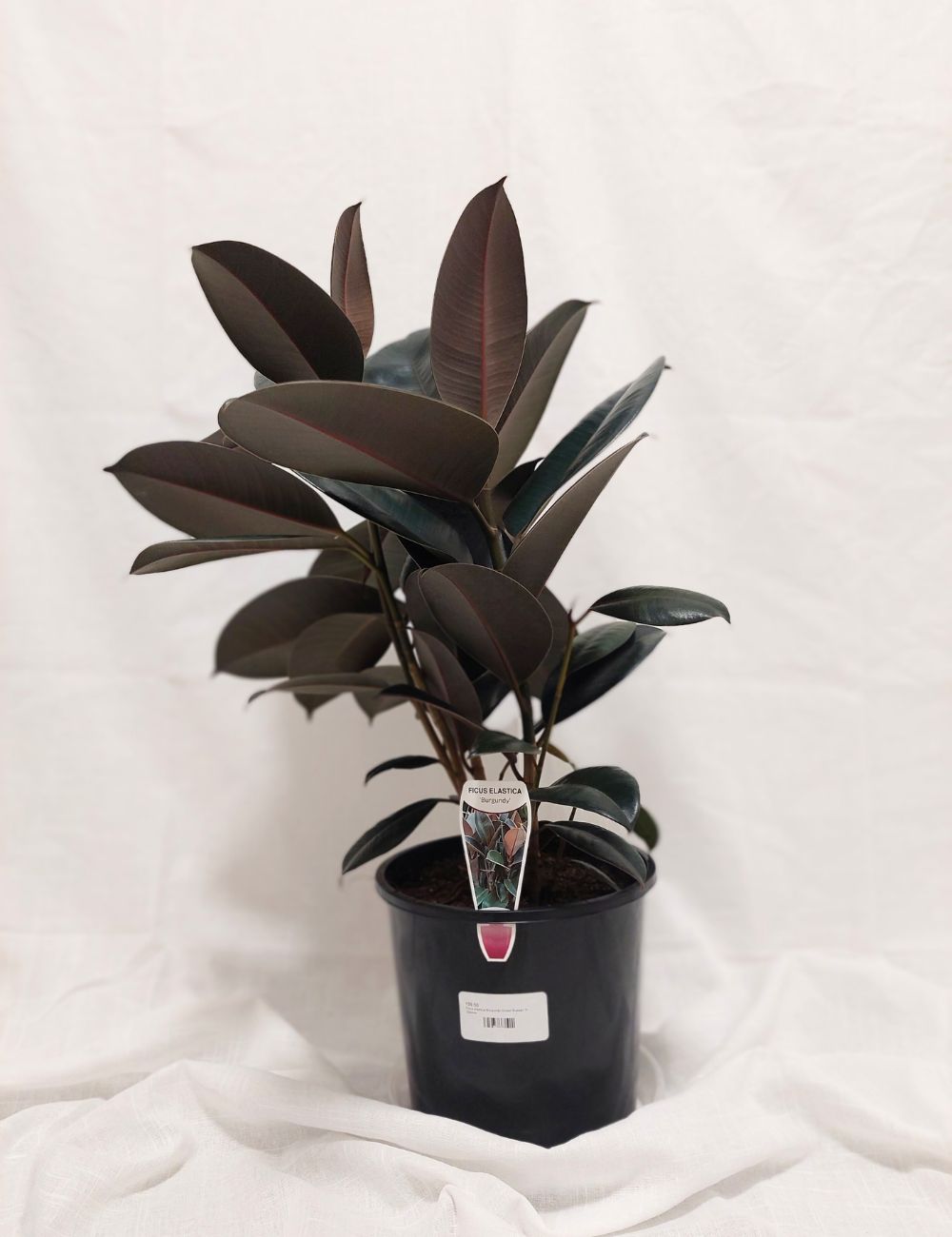 Ficus elastica 'Burgundy'