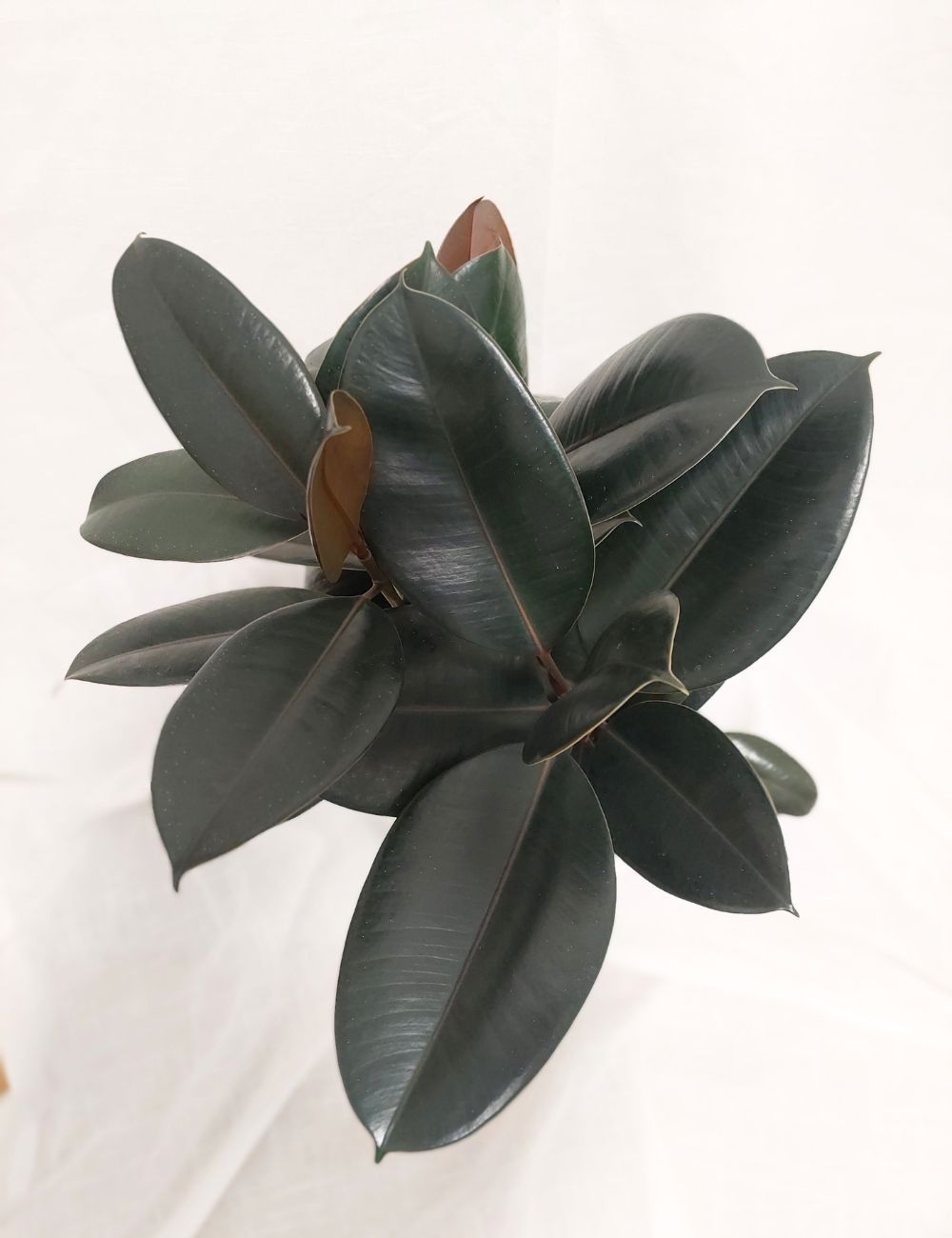 Ficus elastica 'Burgundy'