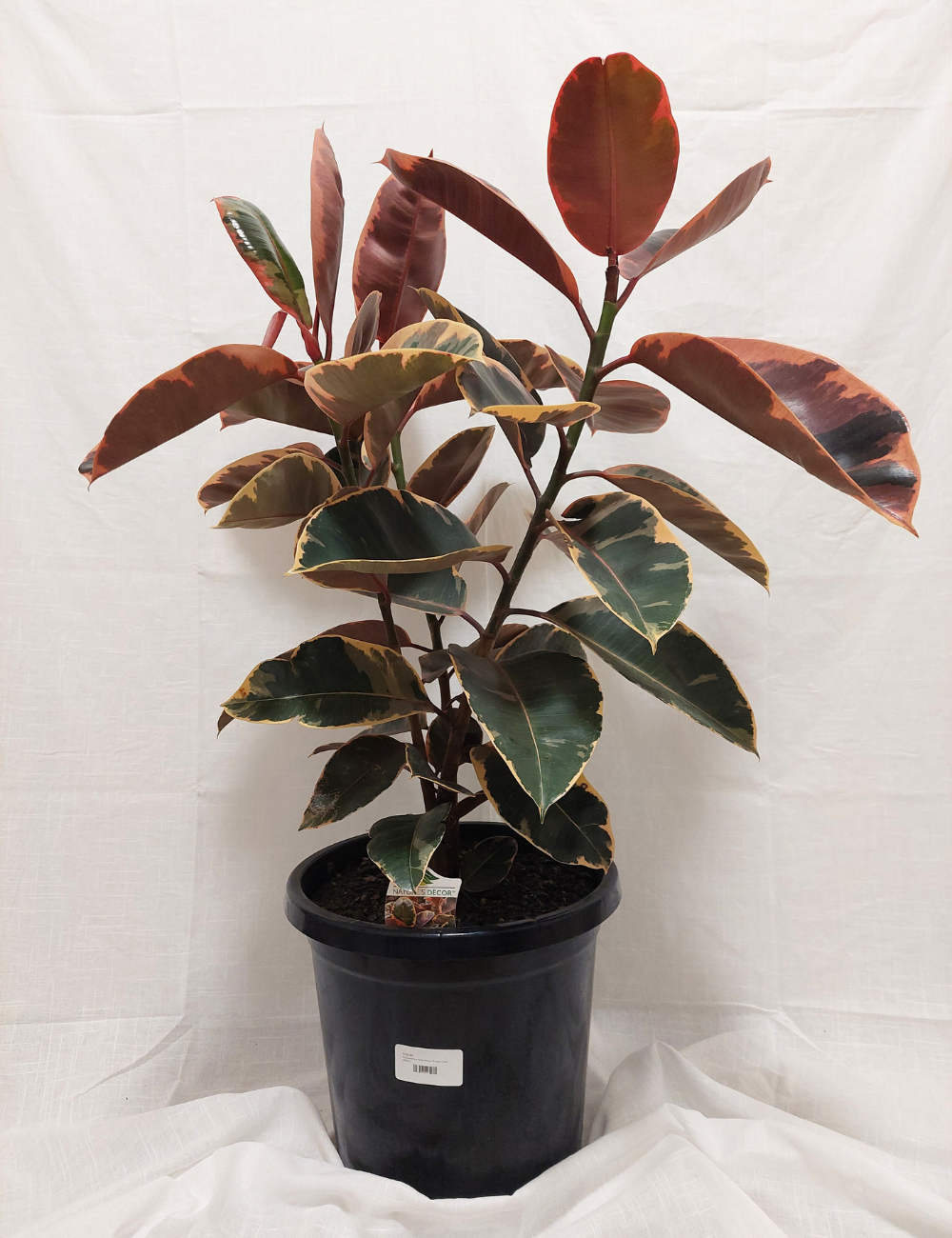 Ficus elastica 'Ruby'