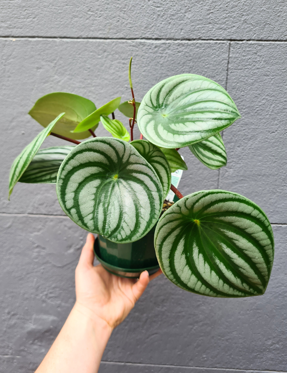 Peperomia argyreia 'Watermelon Peperomia'
