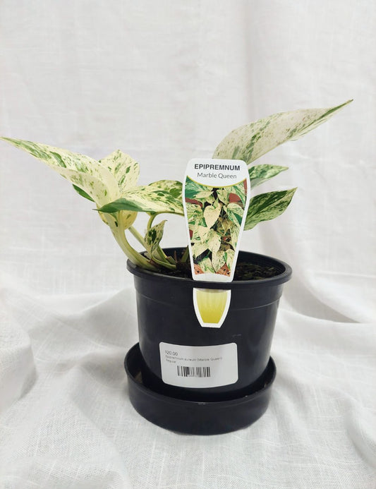 Epipremnum aureum 'Marble Queen'