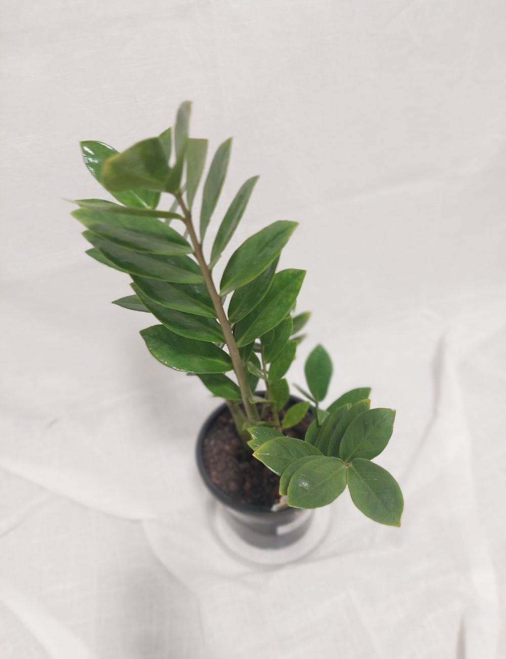 Zamioculcas zamiifolia 'Zanzibar Gem'