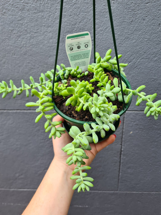 Sedum morganianum 'Donkey's Tail'
