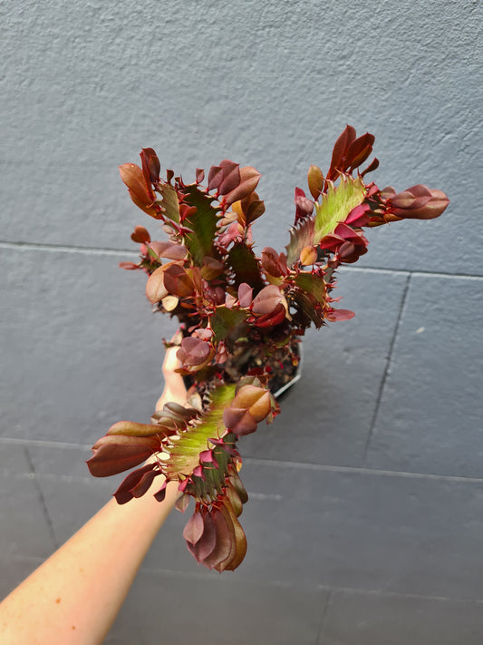 Euphorbia trigona 'Red Devil'