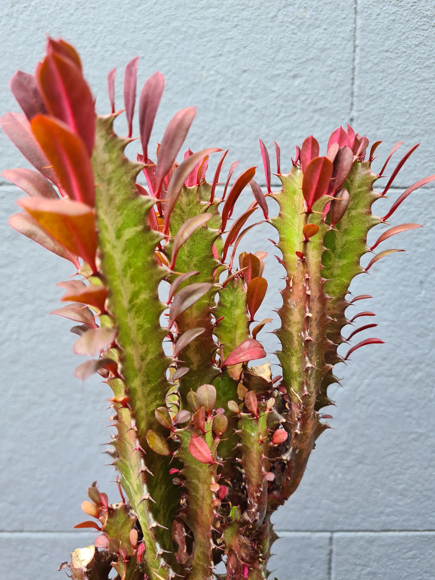 Euphorbia trigona 'Red Devil'