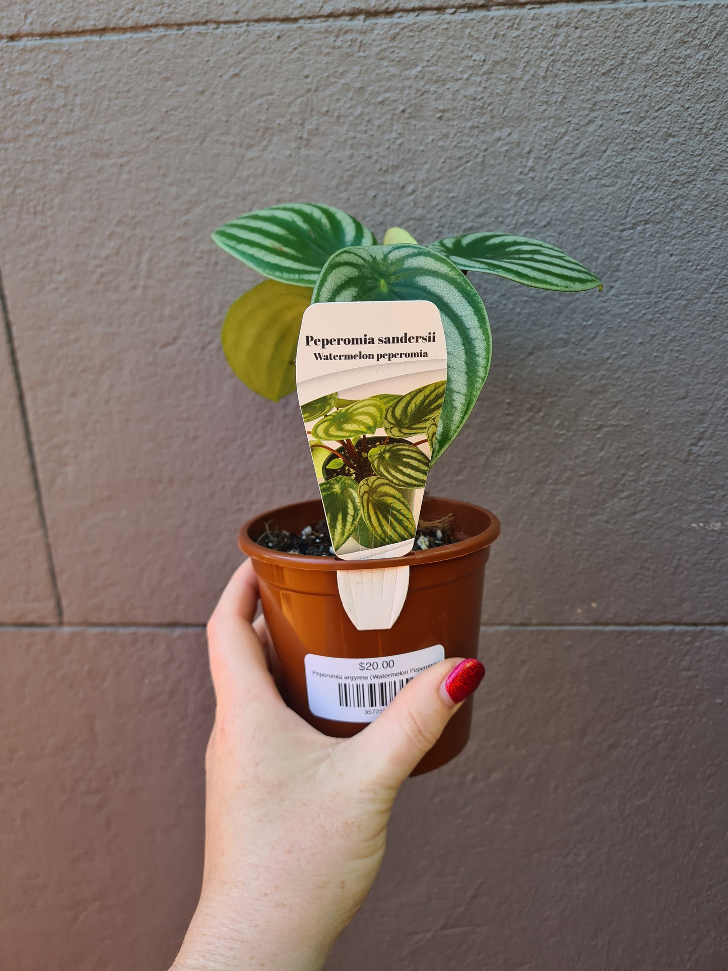 Peperomia argyreia 'Watermelon Peperomia'