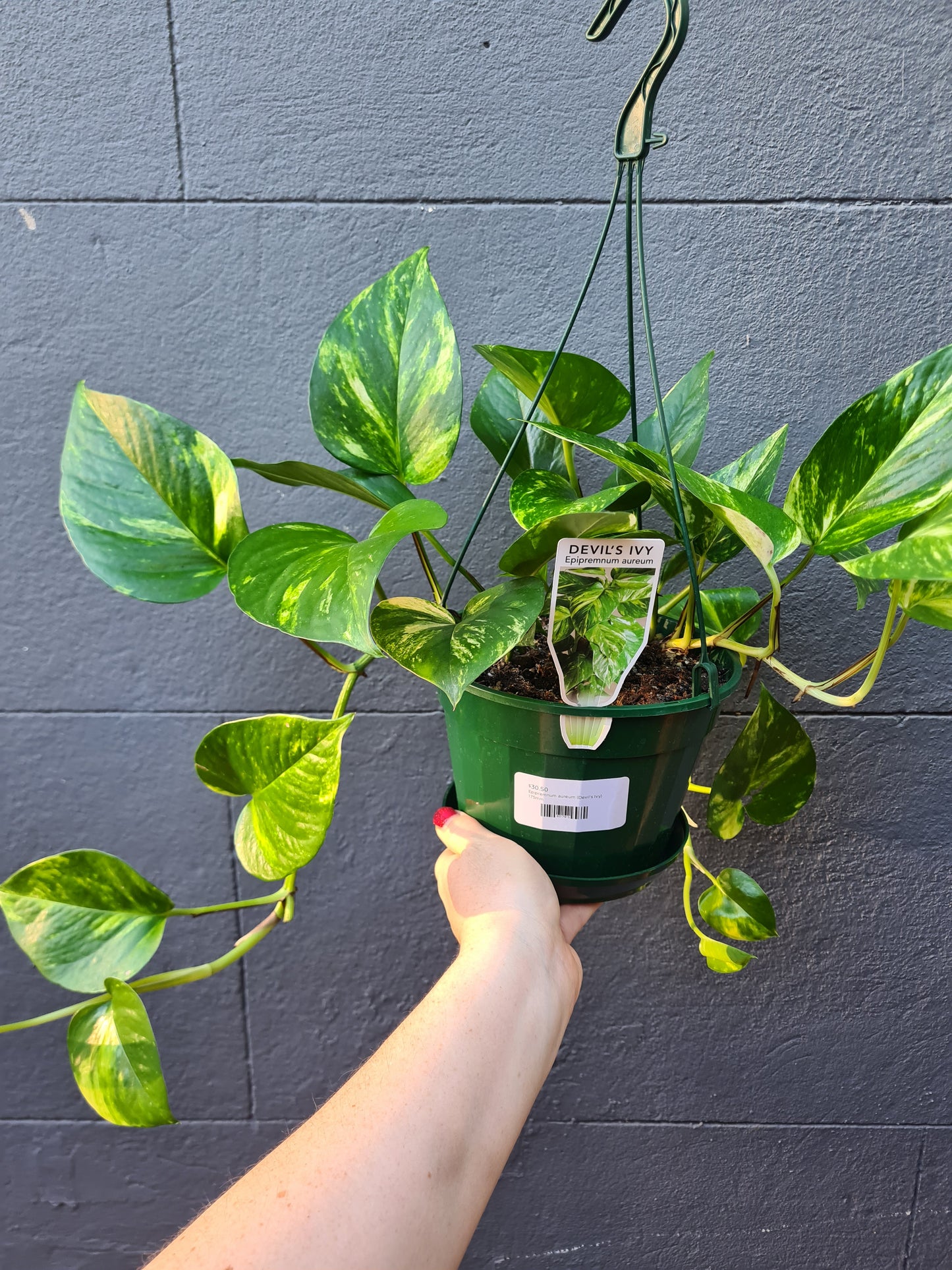 Epipremnum aureum 'Devil's Ivy'