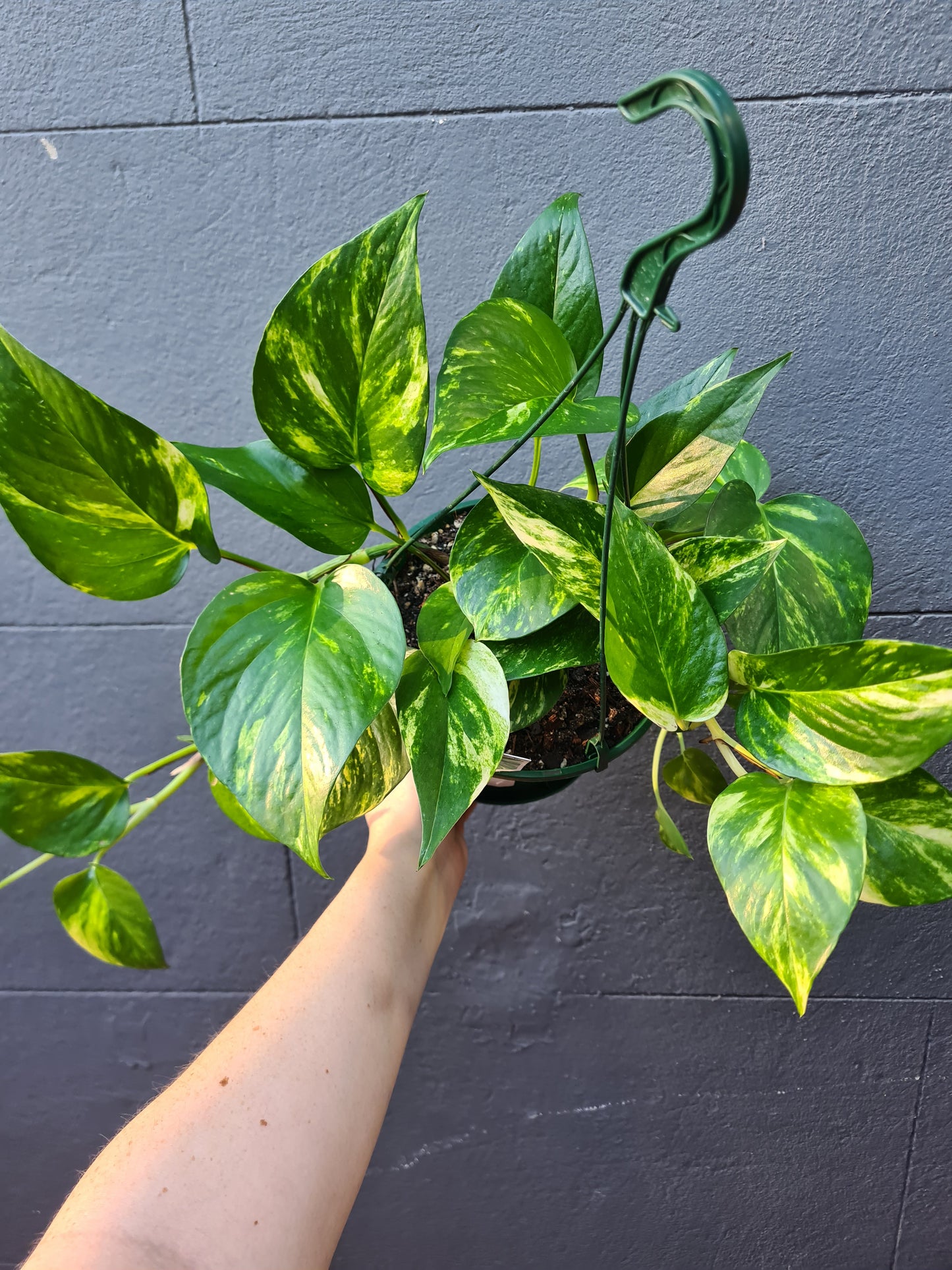 Epipremnum aureum 'Devil's Ivy'