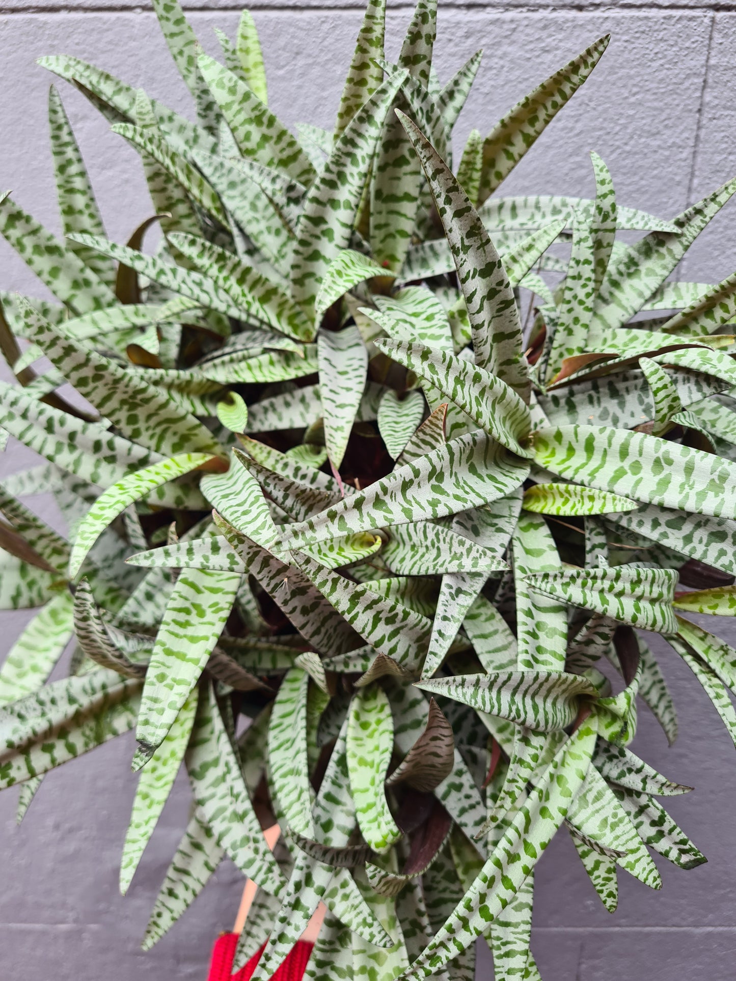 Ledebouria socialis 'Silver Squill'