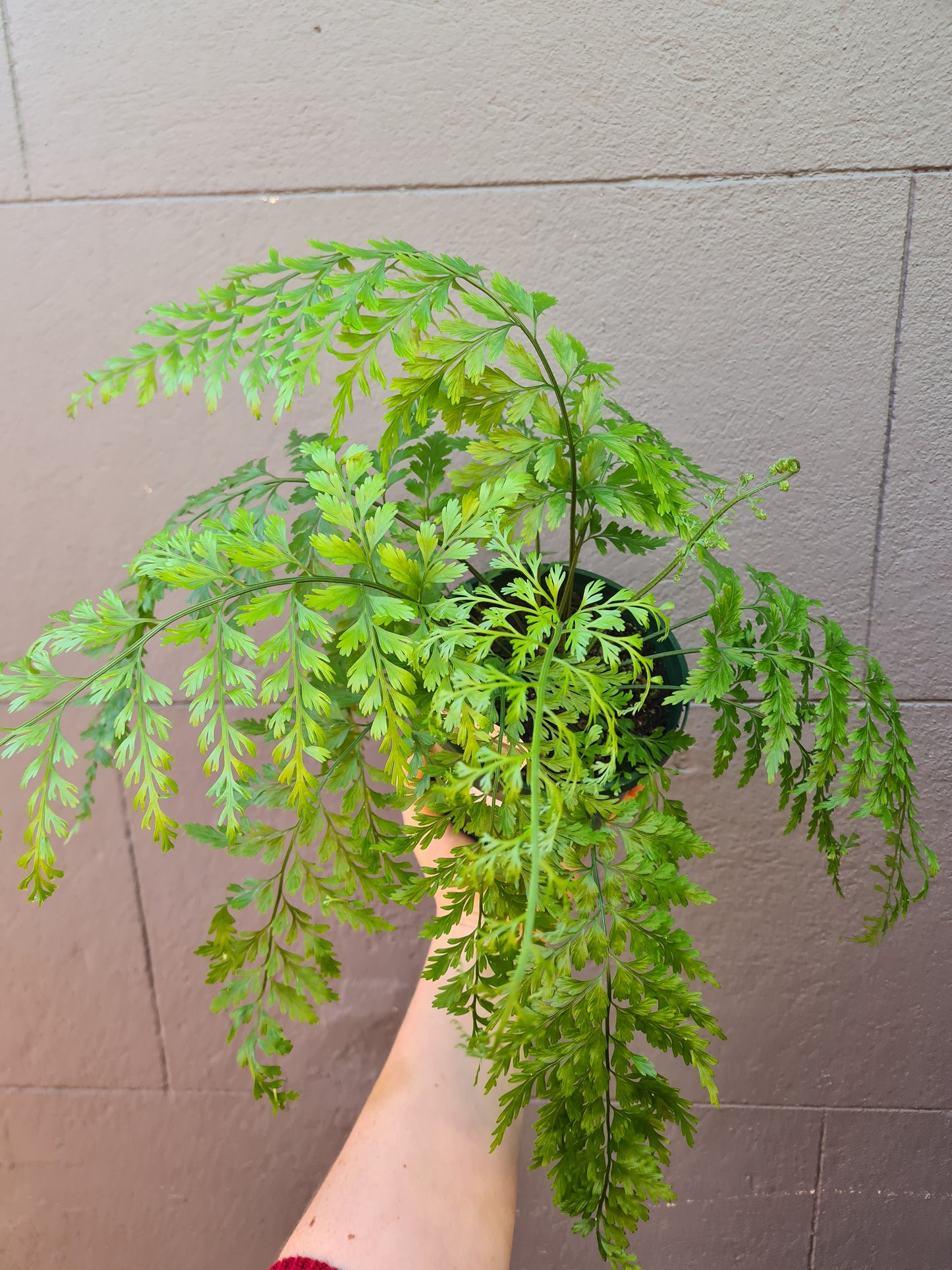 Asplenium bulbiferum 'Hen & Chicken Fern'