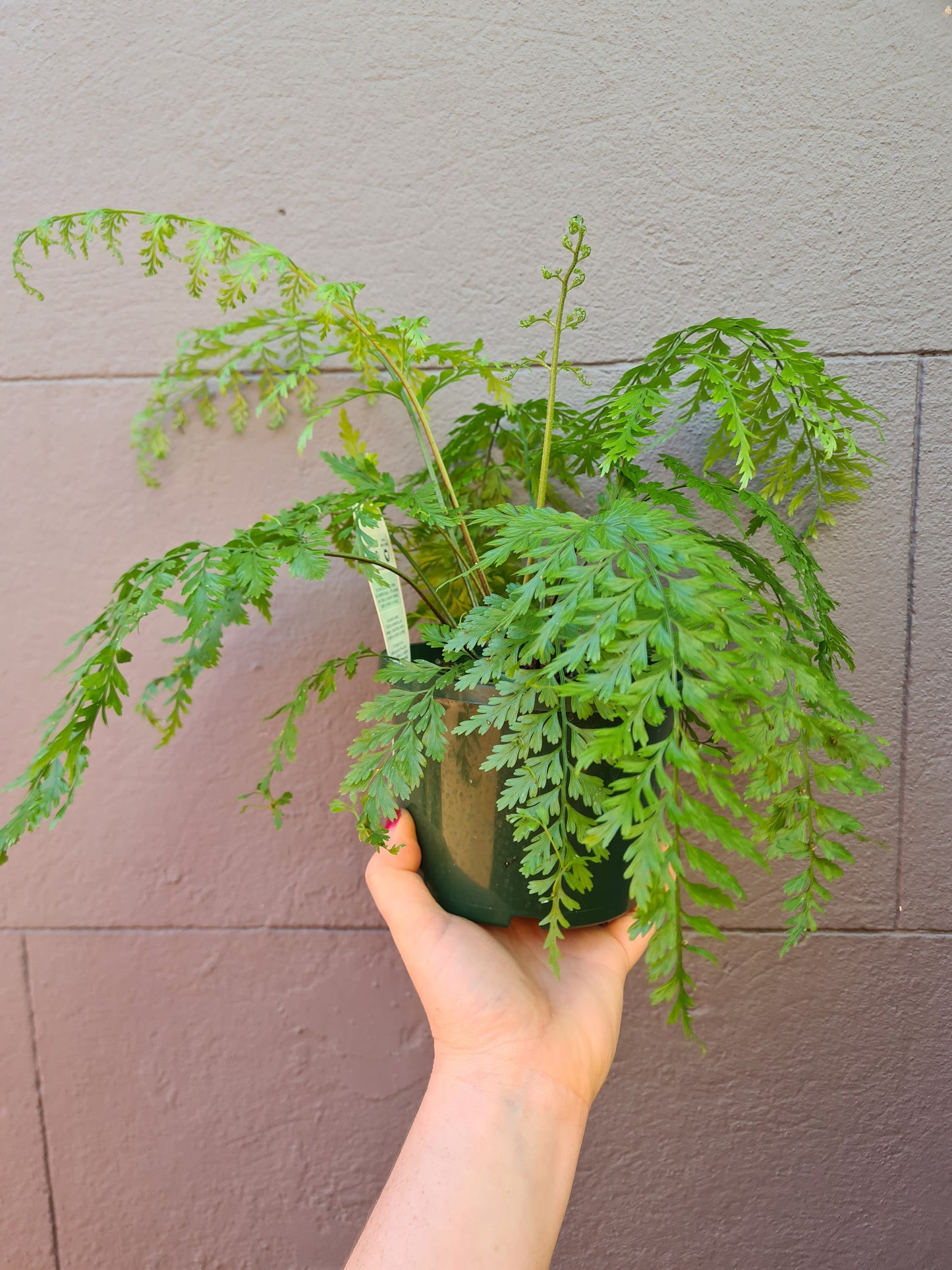 Asplenium bulbiferum 'Hen & Chicken Fern'