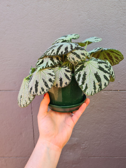 Begonia 'Silver Jewel'