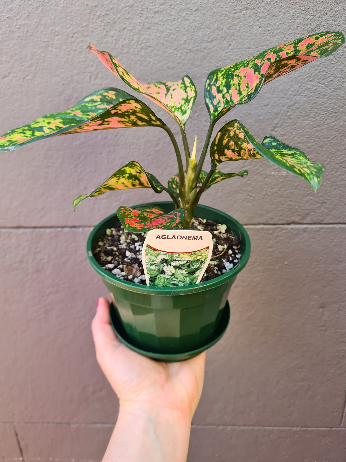 Aglaonema