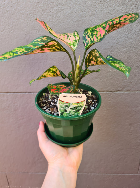 Aglaonema