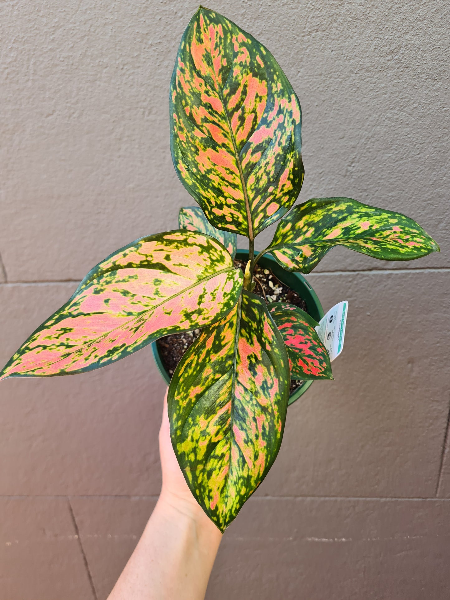 Aglaonema