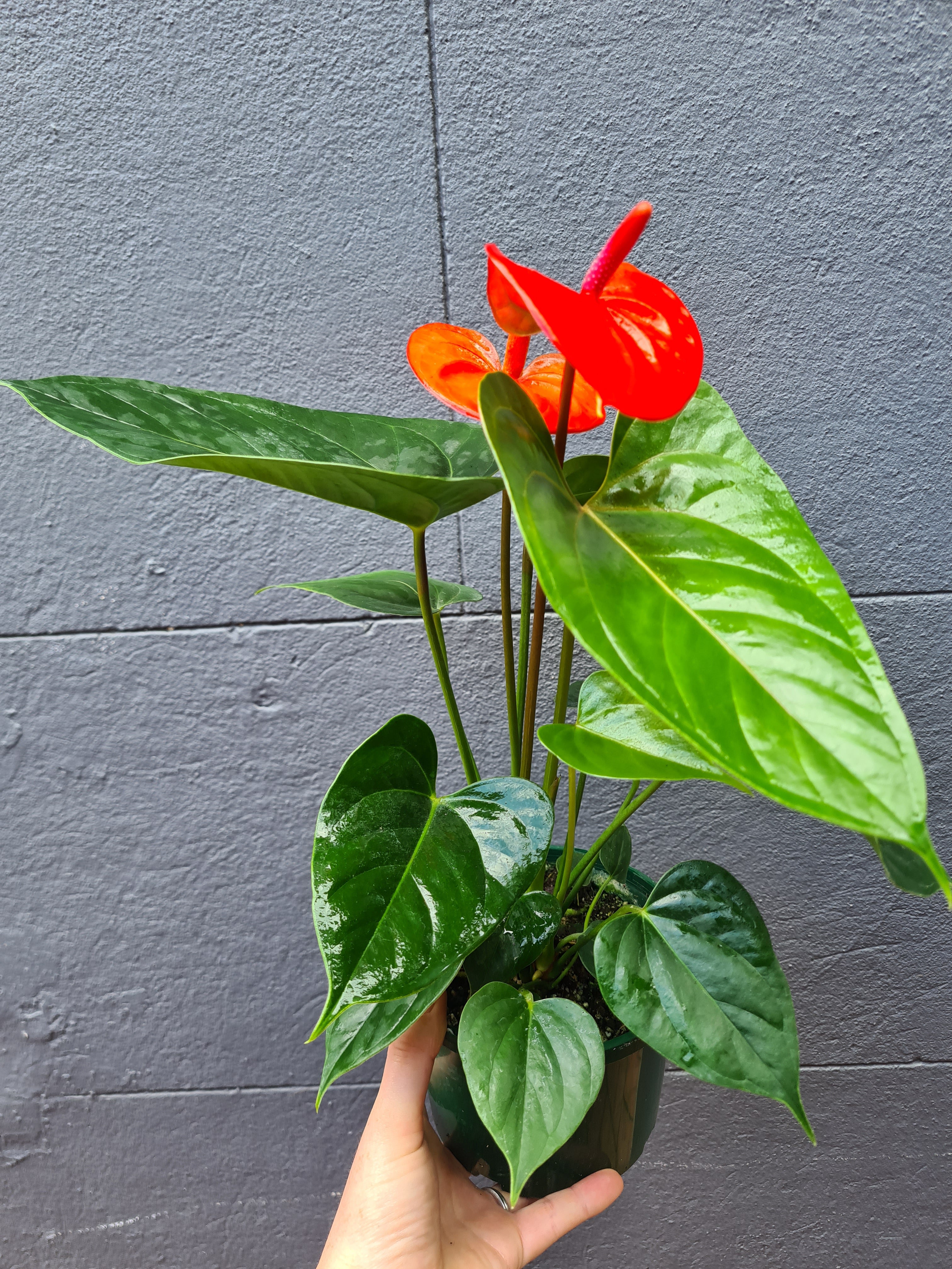 anthurium andraeanum & 39 Anthurium andraeanum 'Flamingo Flower' 140mm – Wattle & Bee