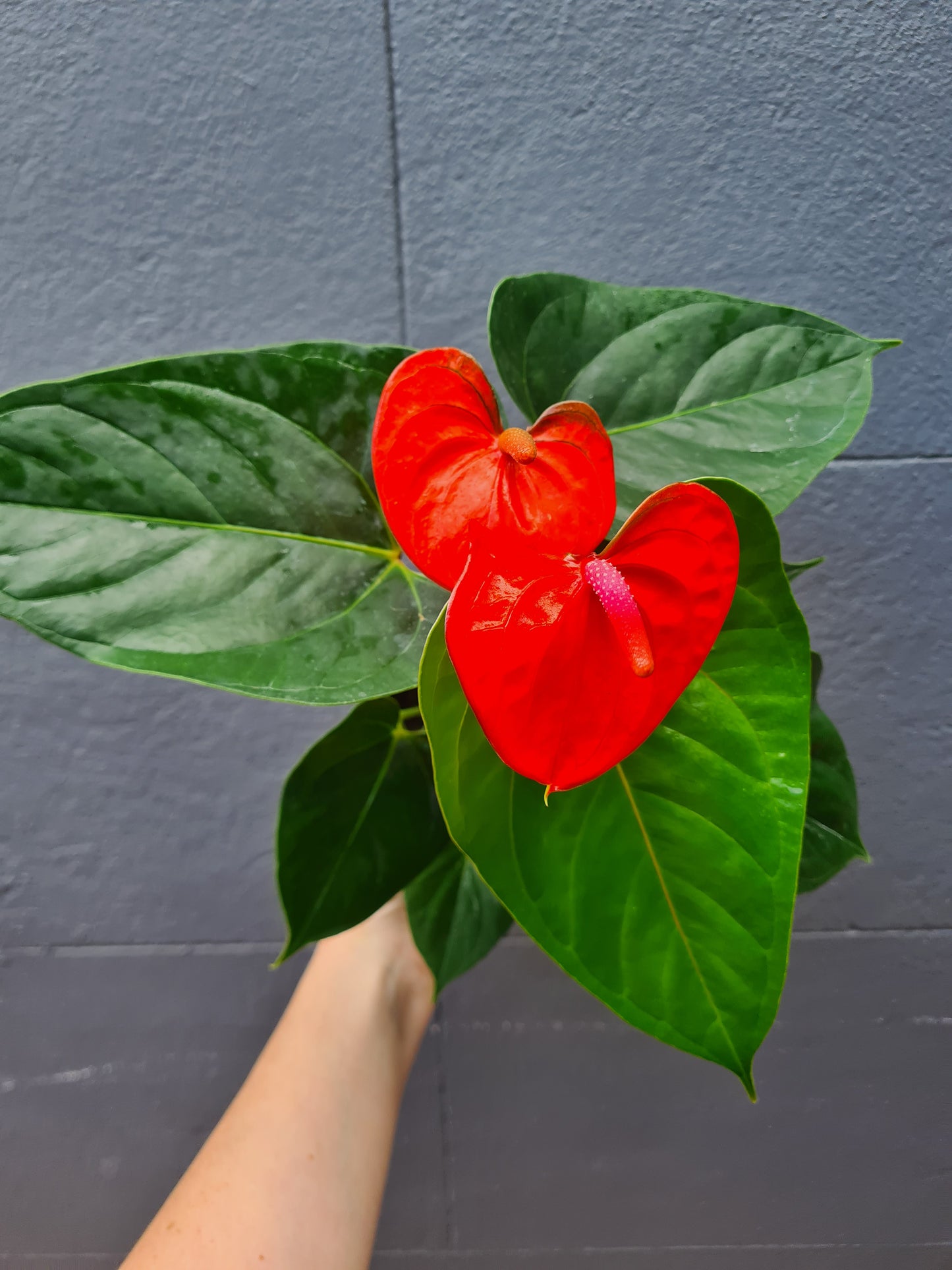 Anthurium andraeanum 'Flamingo Flower' 140mm