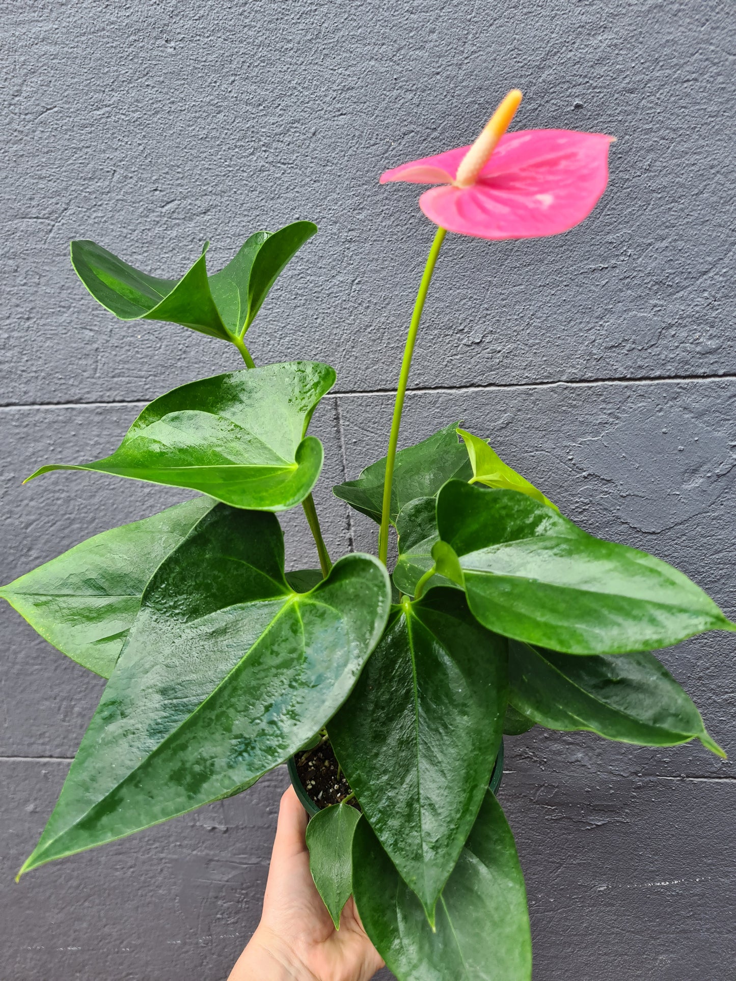 Anthurium andraeanum 'Flamingo Flower' 140mm