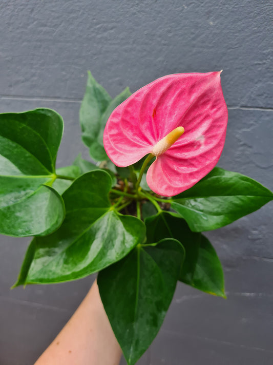 Anthurium andraeanum 'Flamingo Flower' 140mm