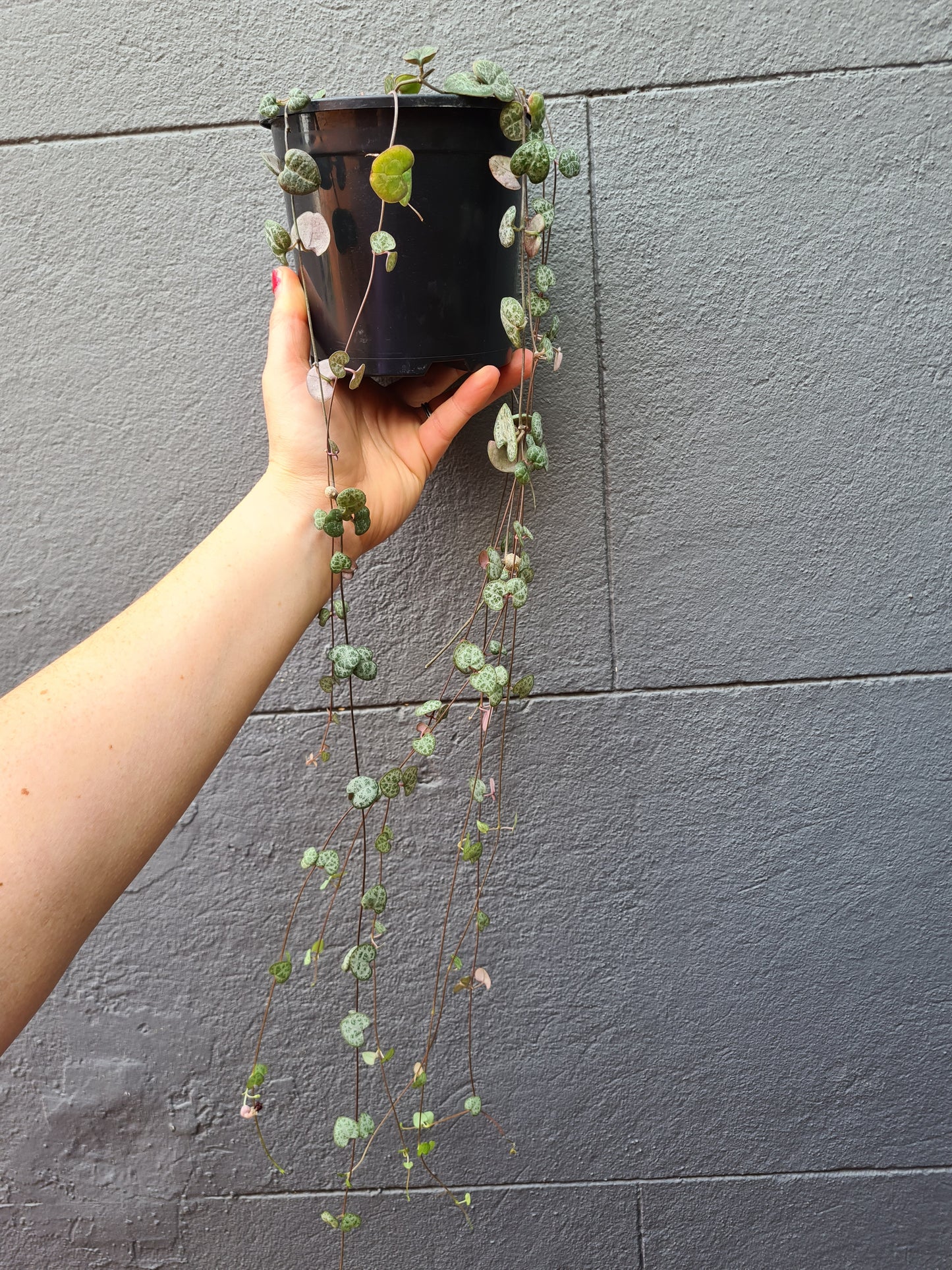 Ceropegia woodii 'Chain of Hearts'