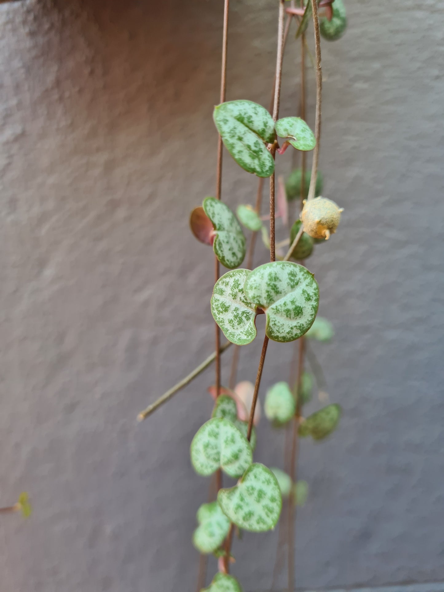 Ceropegia woodii 'Chain of Hearts'