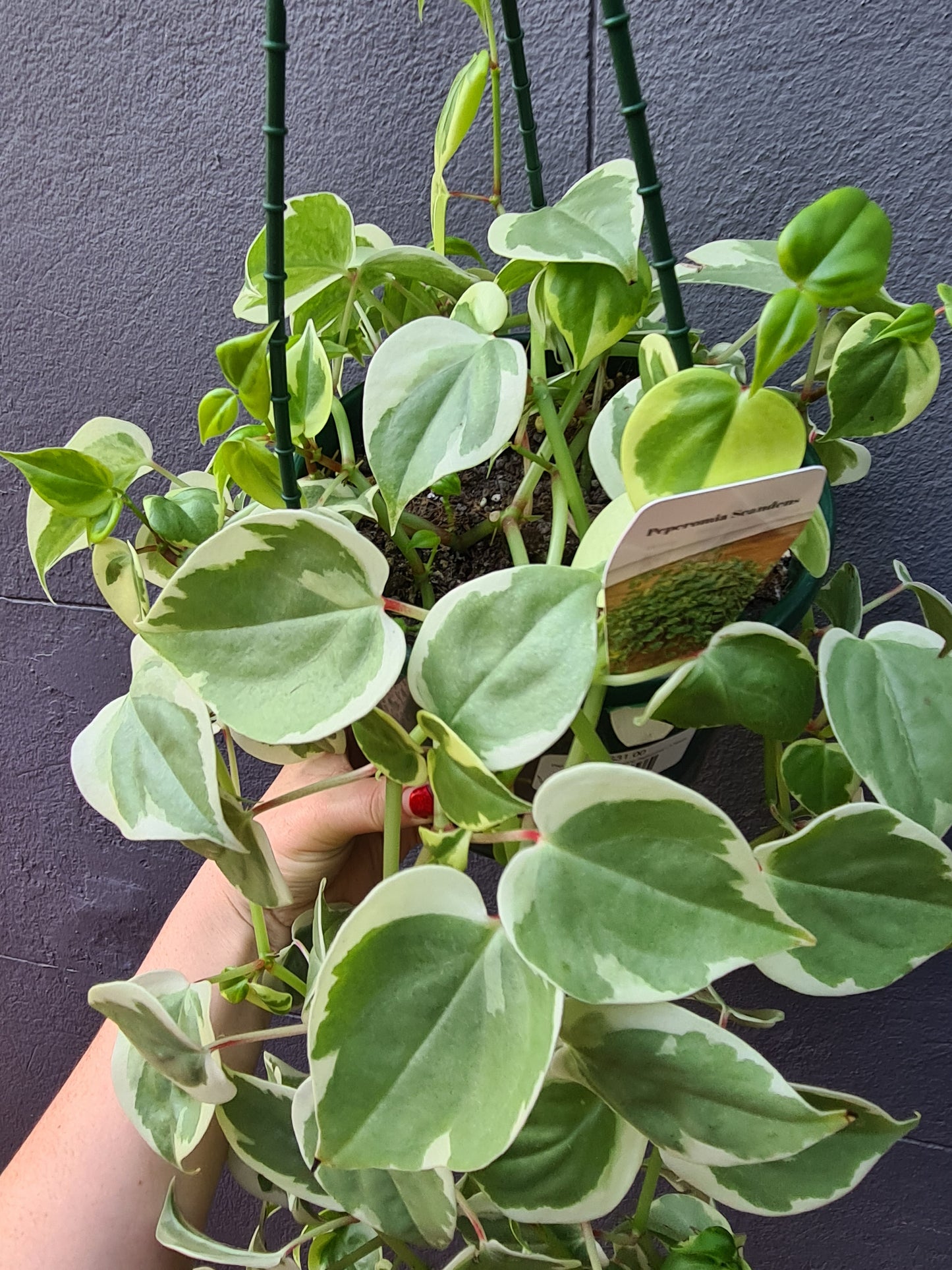 Peperomia scandens 'Trailing Peperomia' variegated