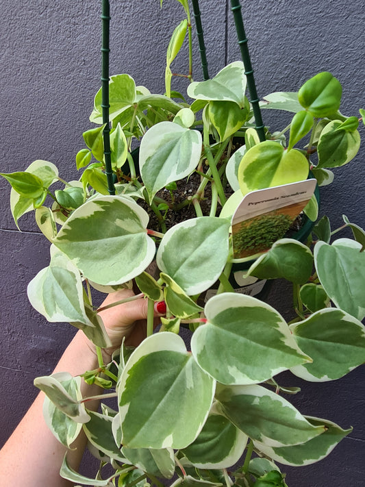 Peperomia scandens 'Trailing Peperomia' variegated