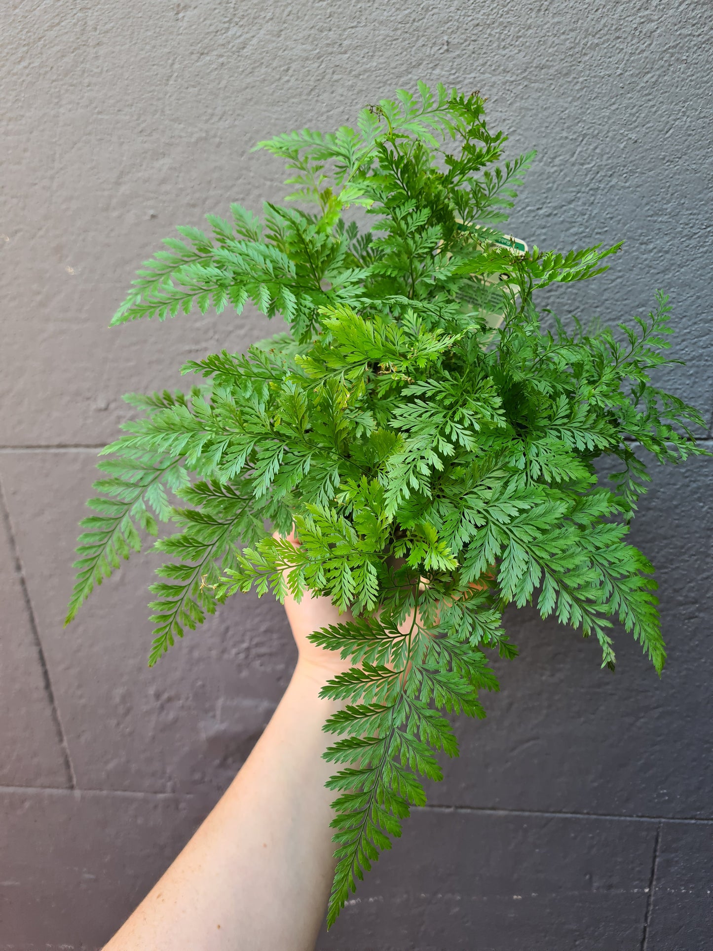 Davallia fejeensis 'Rabbit's Foot Fern'
