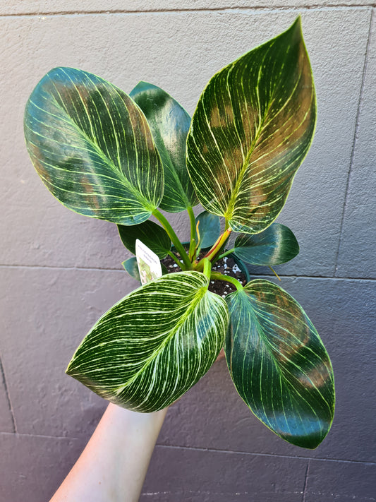 Philodendron erubescens 'Birkin'