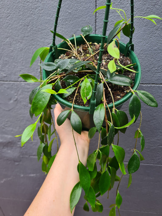 Codonanthe crassifolia