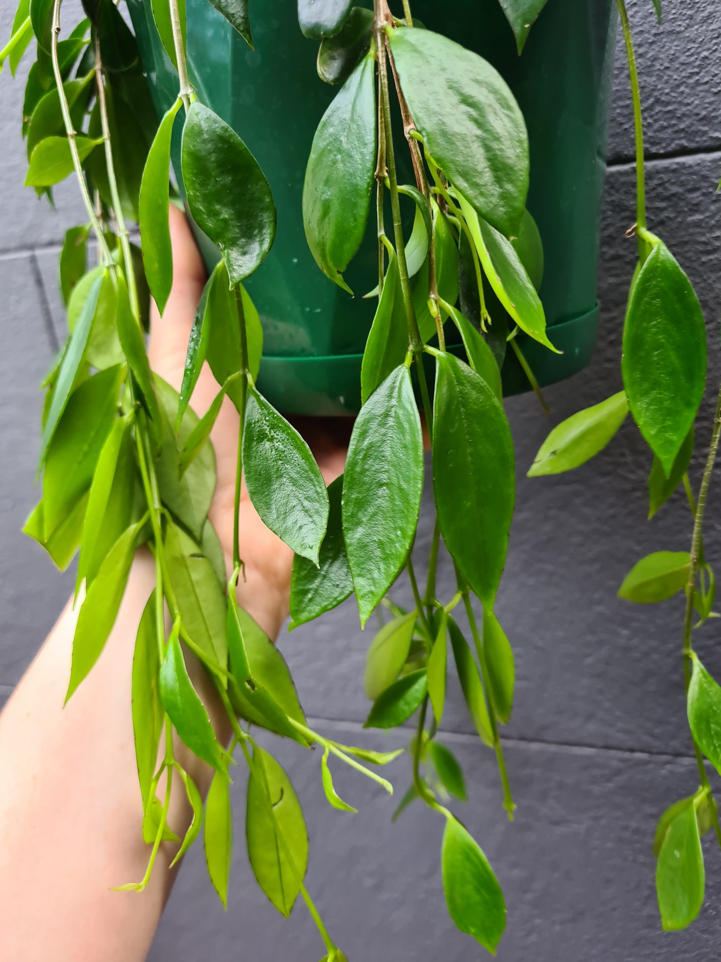 Codonanthe crassifolia