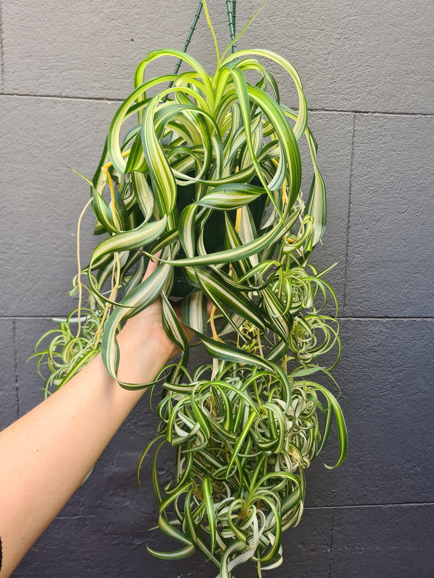 Chlorophytum comosum 'Bonnie'