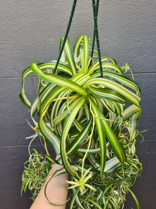 Chlorophytum comosum 'Bonnie'
