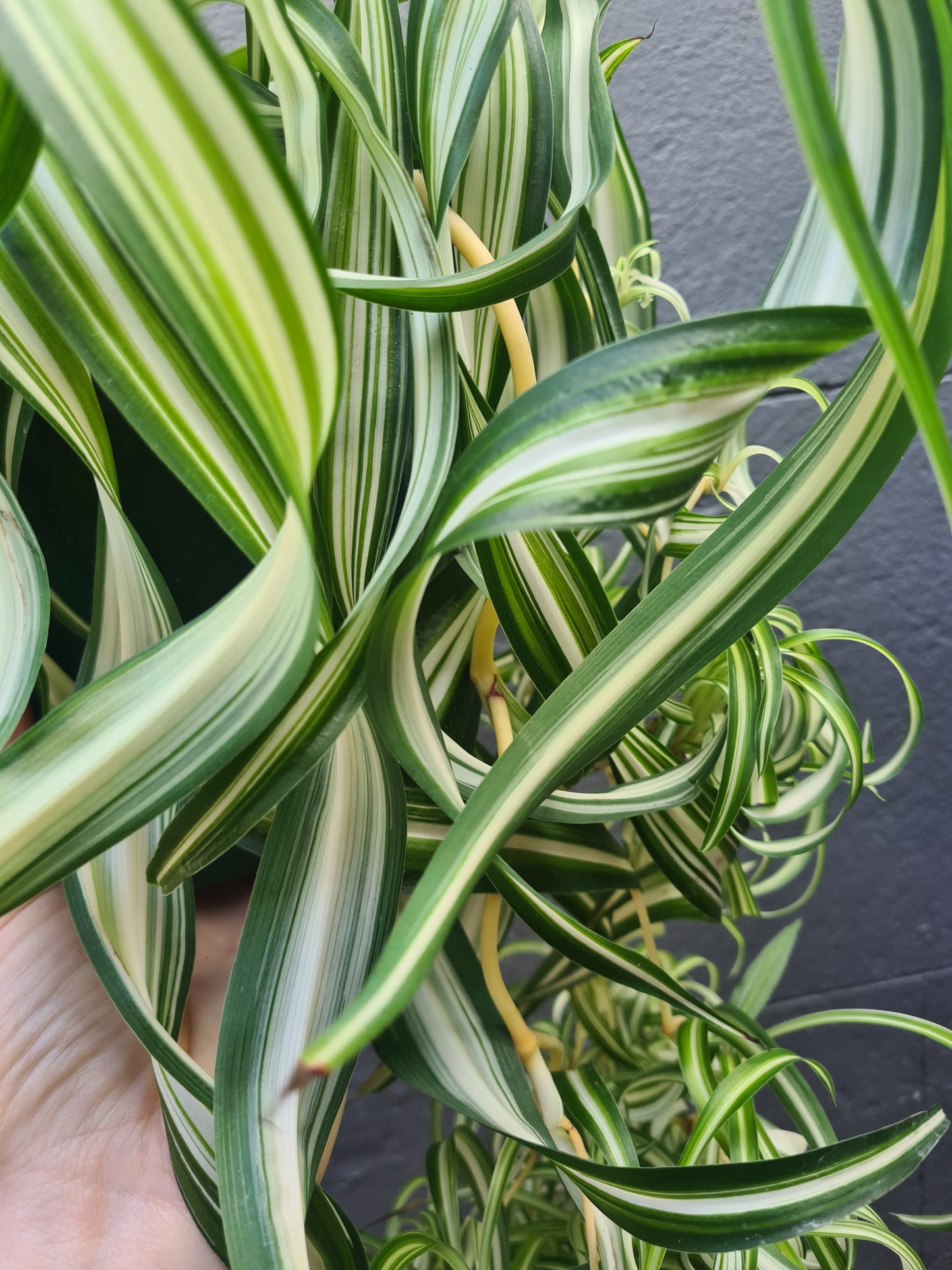 Chlorophytum comosum 'Bonnie'