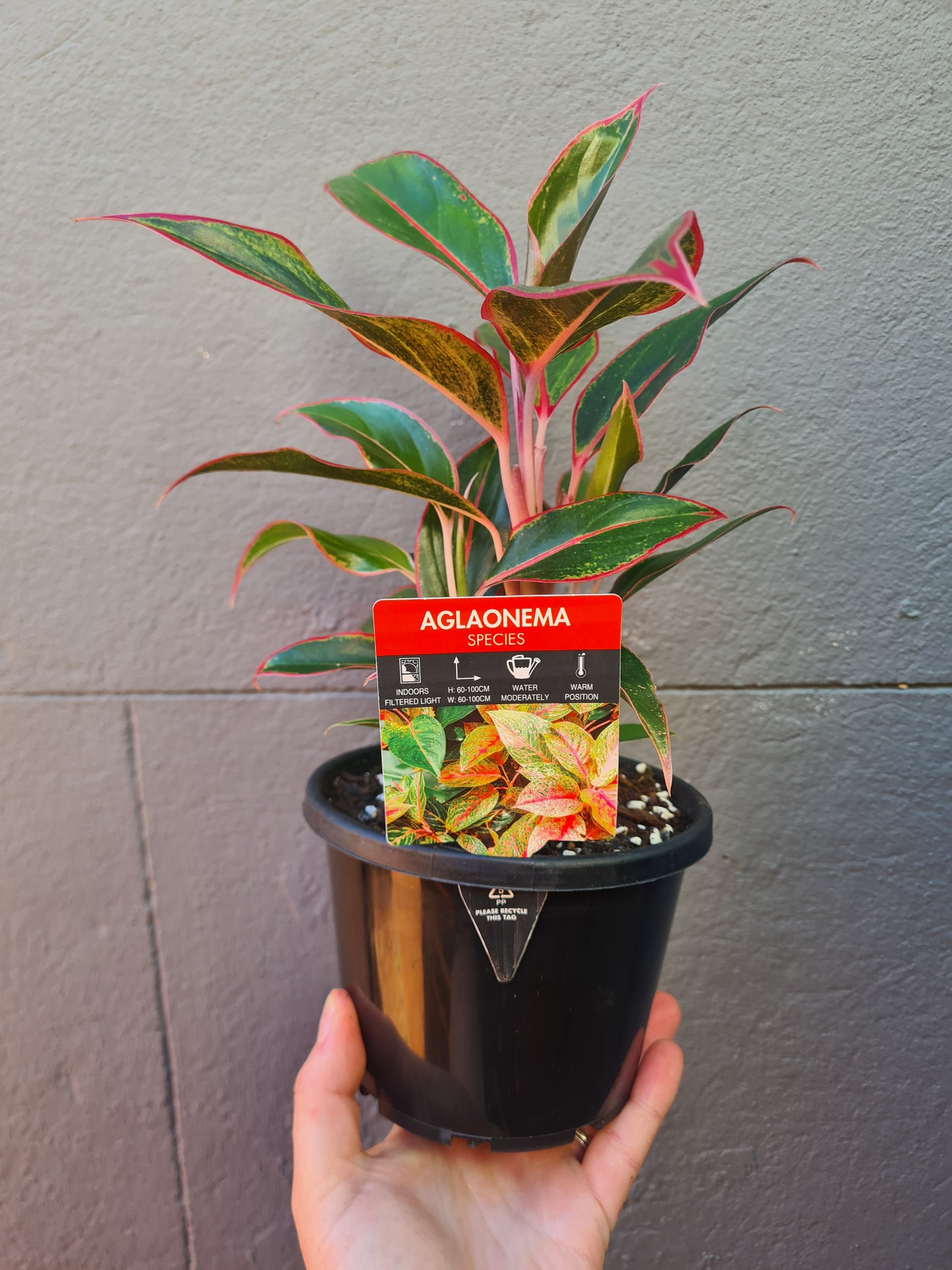 Aglaonema