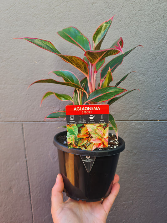 Aglaonema