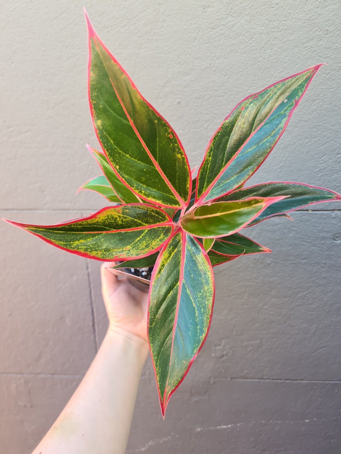 Aglaonema