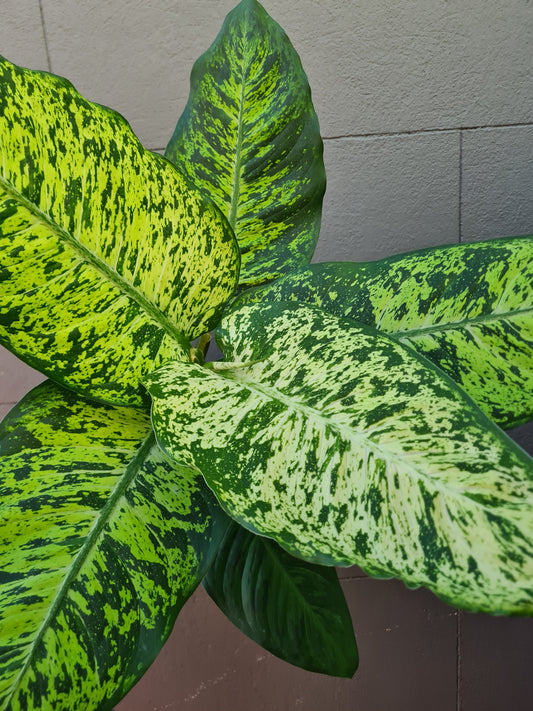 Dieffenbachia 'Mars'