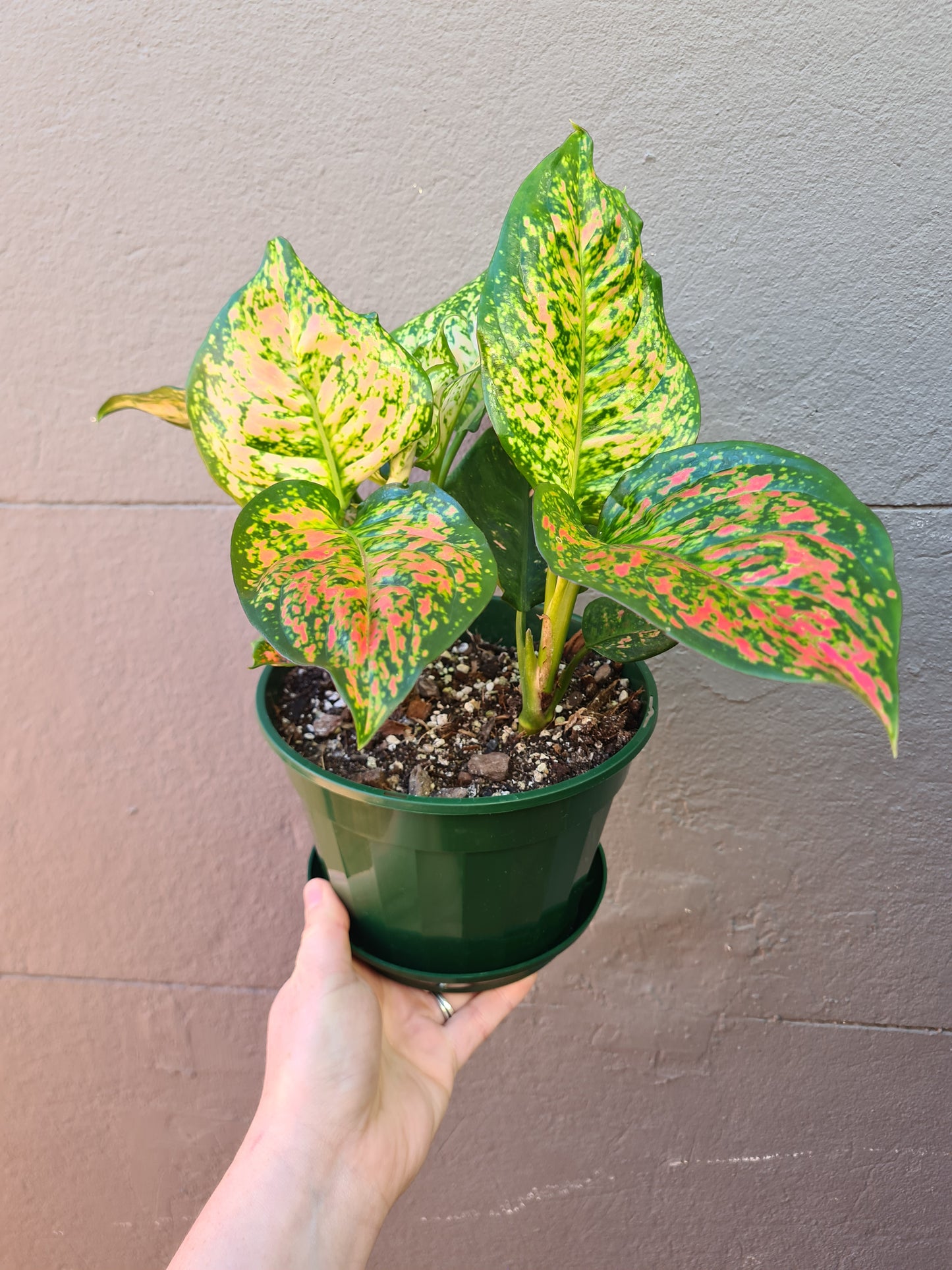 Aglaonema