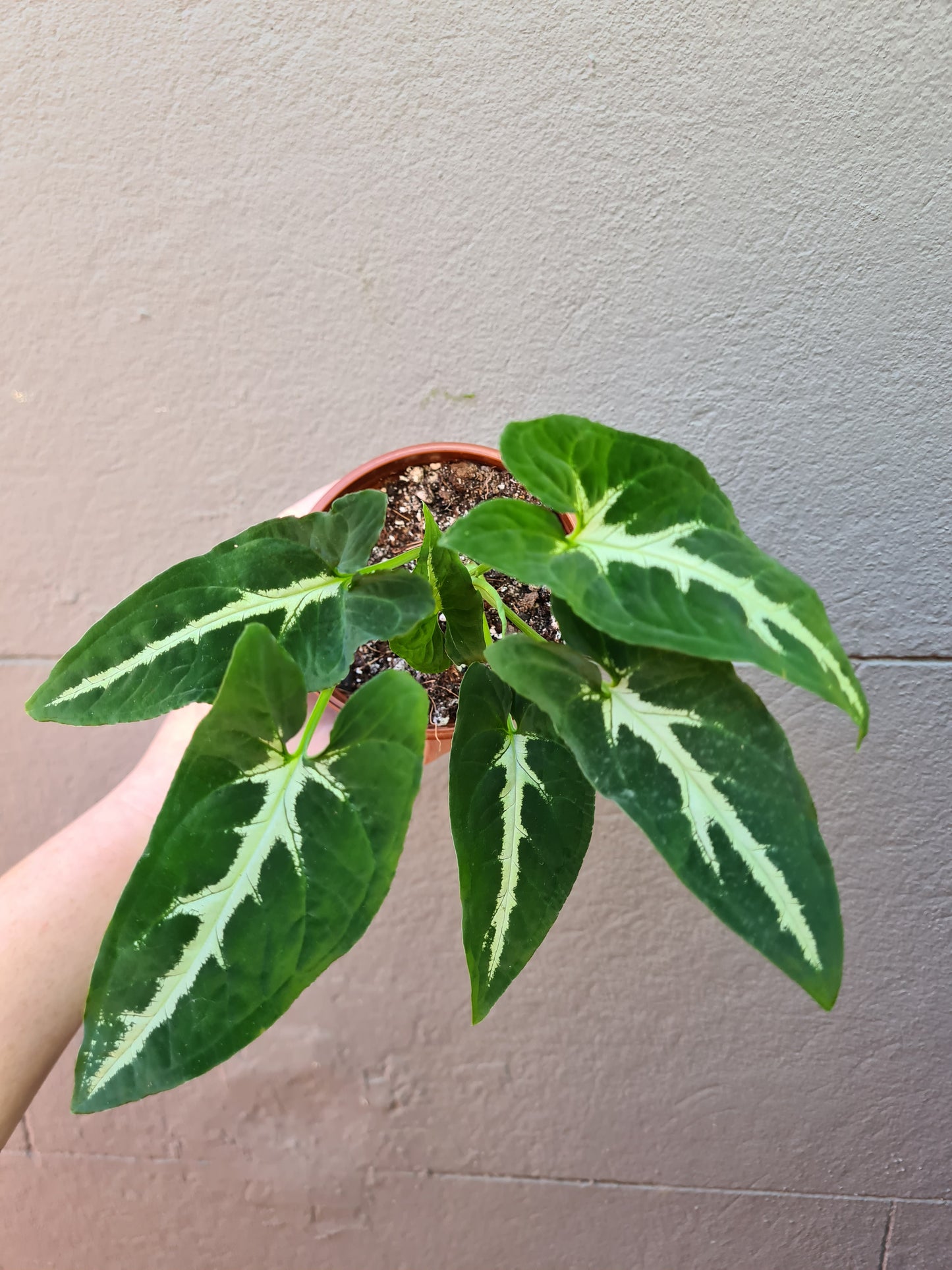 Syngonium wendlandii