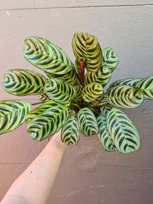 Ctenanthe amabilis 'Burle Marx'