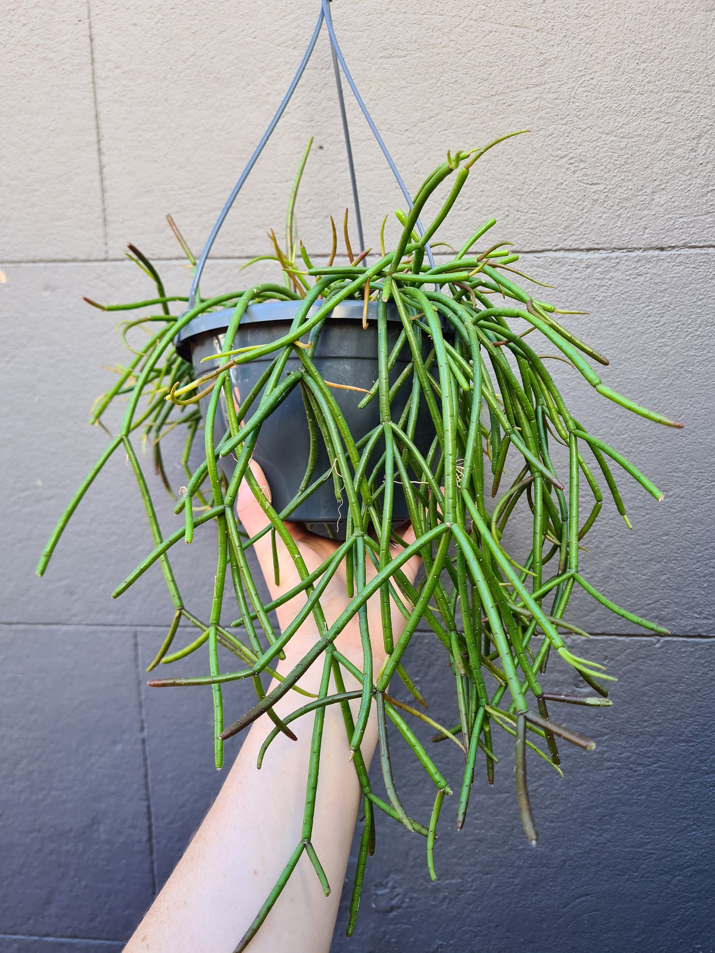 Rhipsalis crythrocarpa 'Red Coral'