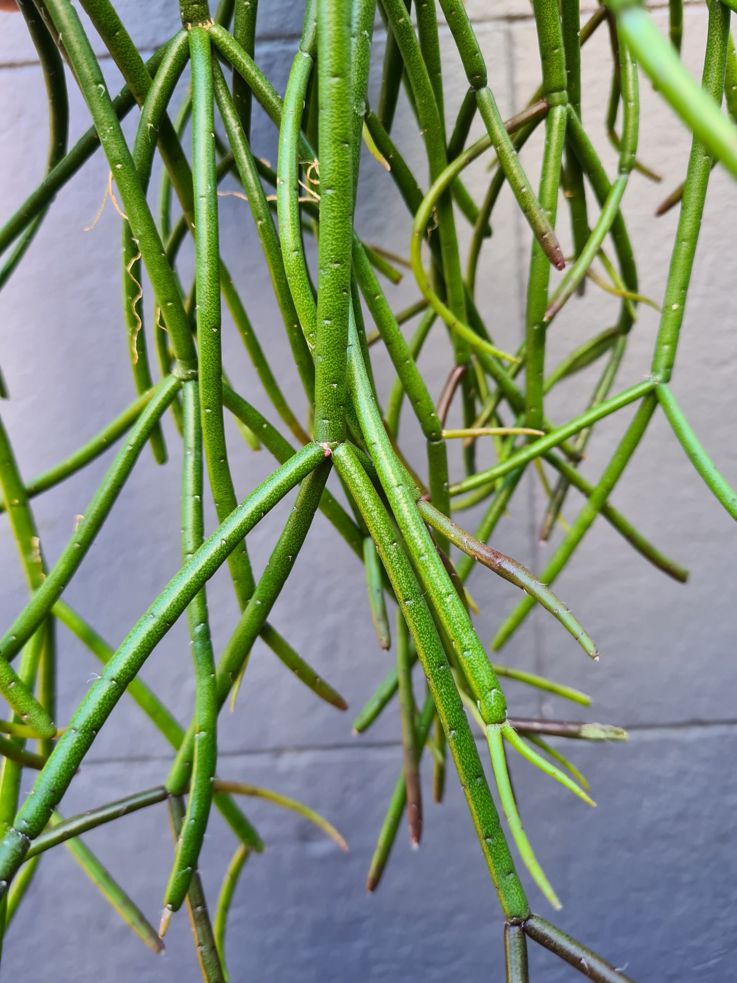 Rhipsalis crythrocarpa 'Red Coral'
