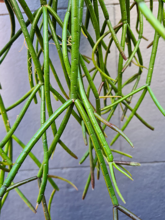 Rhipsalis crythrocarpa 'Red Coral'